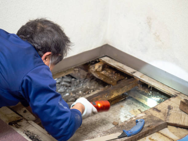 Best Mold Cleaning Services  in Laurel Hill, VA