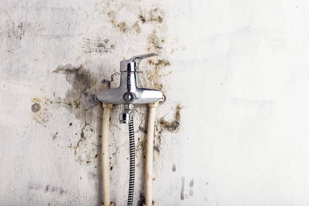 Best Mold Damage Repair  in Laurel Hill, VA