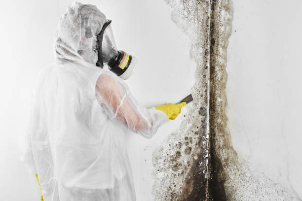 Mold Testing and Removal in Laurel Hill, VA