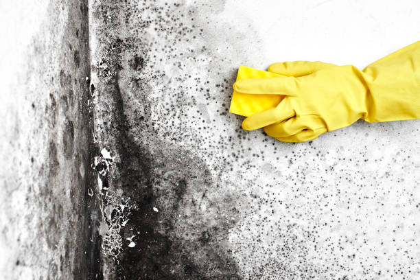 Best Affordable Mold Removal  in Laurel Hill, VA