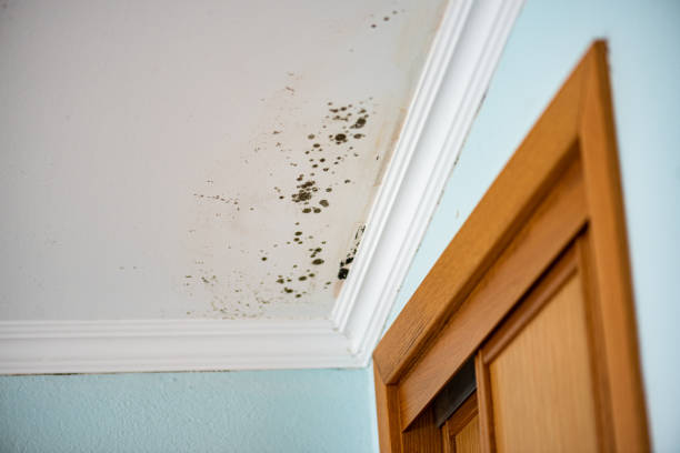 Best Professional Mold Removal  in Laurel Hill, VA