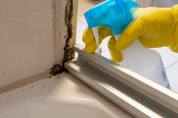 Best Attic Mold Removal  in Laurel Hill, VA