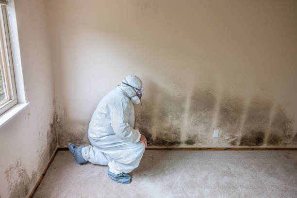 Best Certified Mold Removal  in Laurel Hill, VA