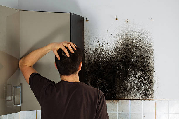 Best Mold Testing  in Laurel Hill, VA
