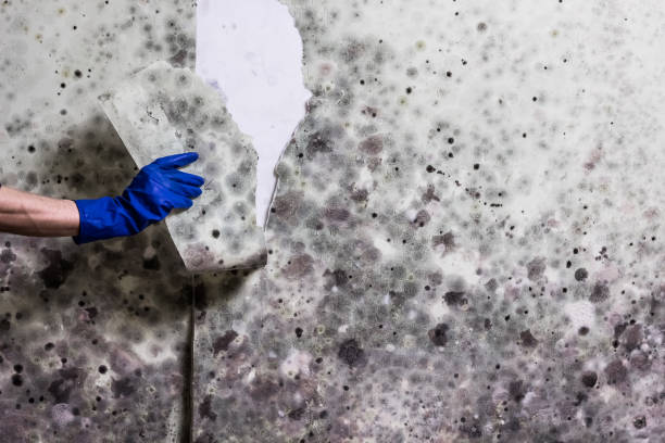 Best Certified Mold Removal  in Laurel Hill, VA