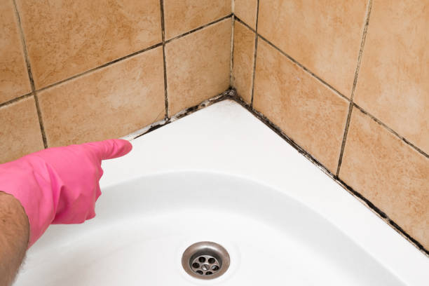 Best Mold Removal Company Near Me  in Laurel Hill, VA