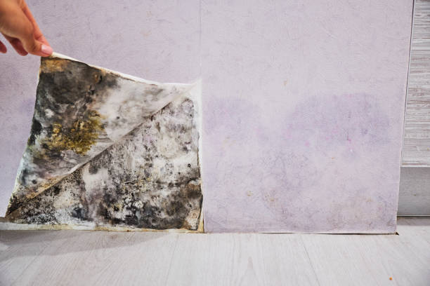 Best Mold Removal Near Me  in Laurel Hill, VA